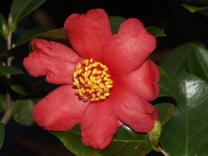 Camellia 'Ryuko' (075597)