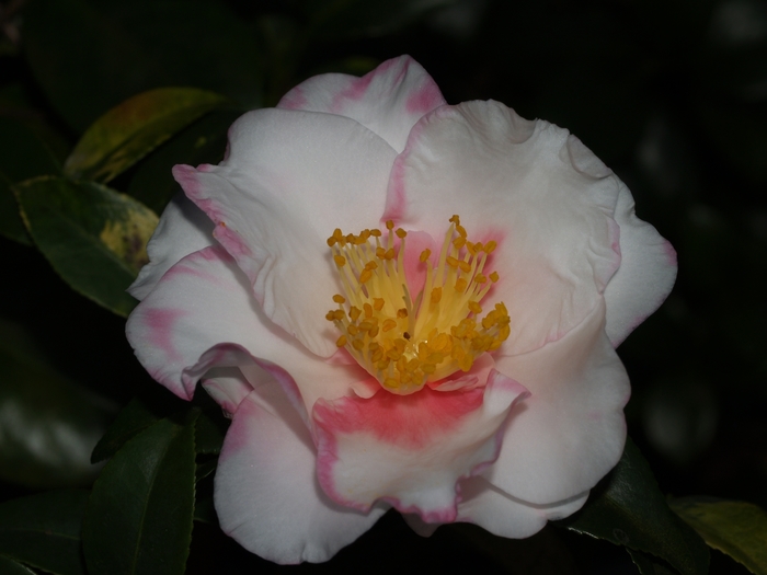 Camellia 'Shibori-Egao' (075598)