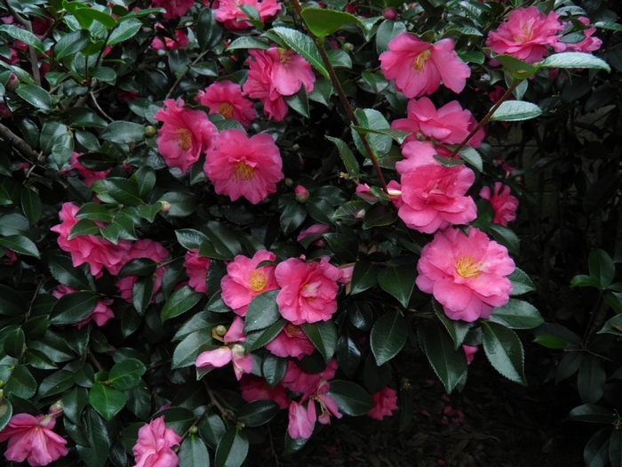 Camellia 'Shishi-Gashira' (075599)