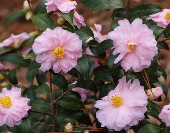 Camellia 'Winter's Beauty' (075601)