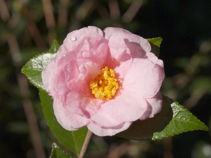 Camellia 'Winter's Dream' (075602)