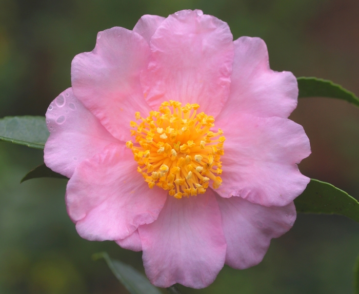 Camellia 'Winter's Fancy' (075604)