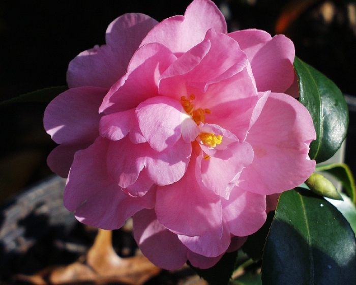 Camellia 'Winter's Interlude' (075607)