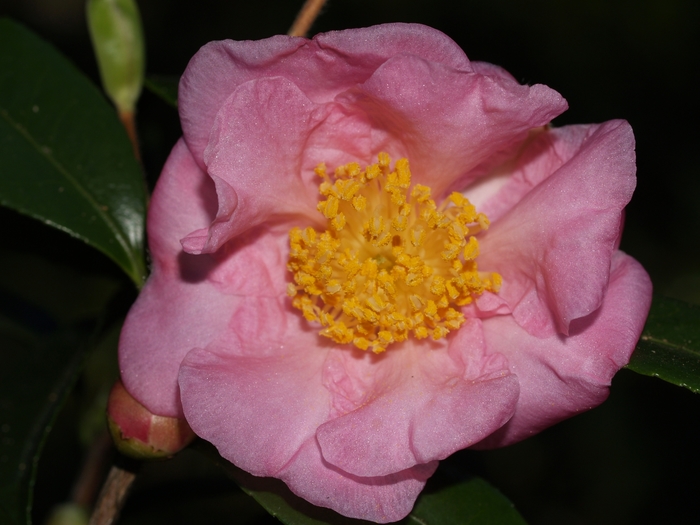 Camellia 'Winter's Joy' (075609)