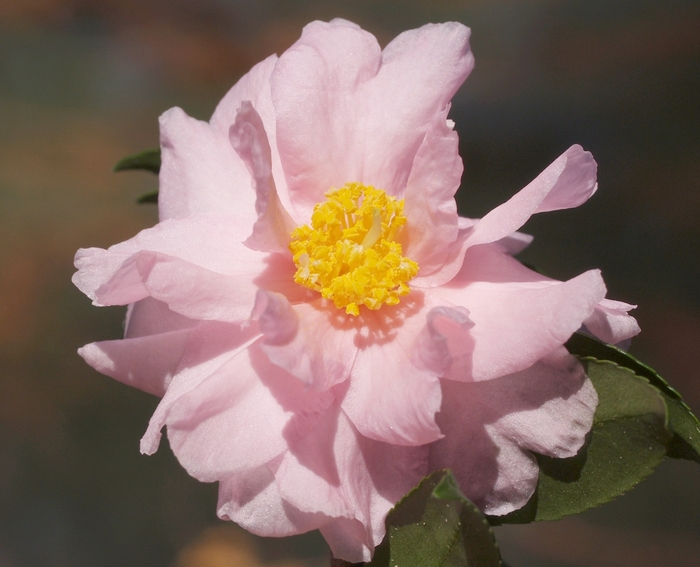 Camellia 'Winter's Peony' (075610)