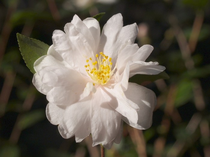 Camellia 'Winter's Rose' (075611)