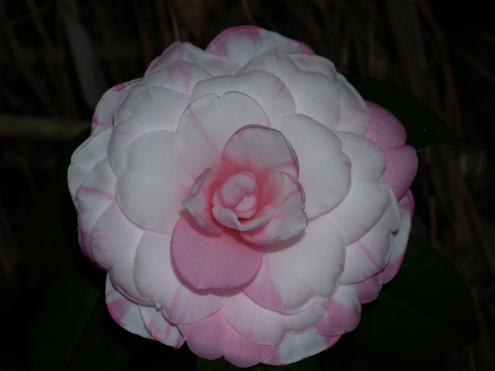 Camellia 'Betty Ridley' (075616)