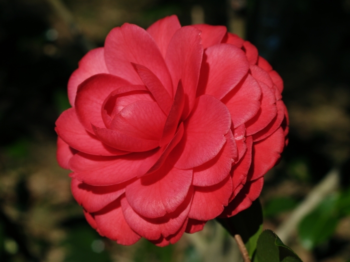 Camellia 'Black Lace' (075617)