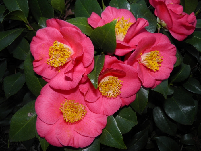 Camellia 'Bright Eyes' (075618)