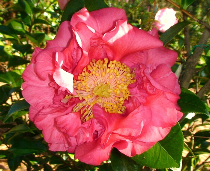 Camellia 'Fragrant Pathfinder' (075628)