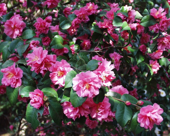 Camellia 'Fragrant Pink' (075629)