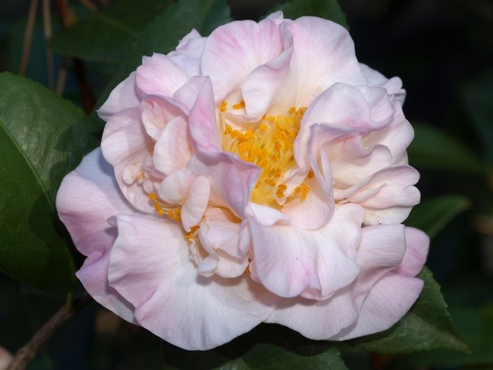 Camellia 'High Fragrance' (075635)