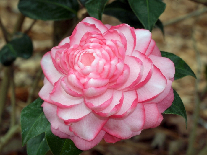 Camellia 'Joe Nuccio' (075636)