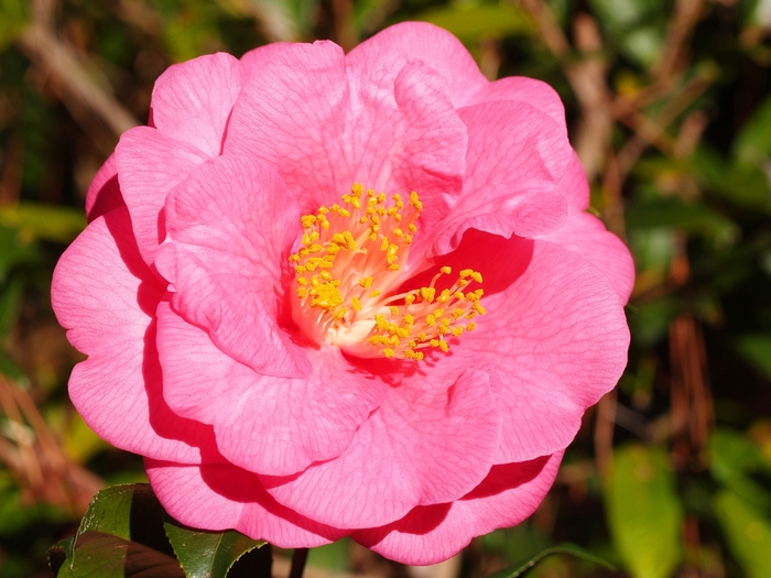 Camellia 'Lavender Prince II' (075640)