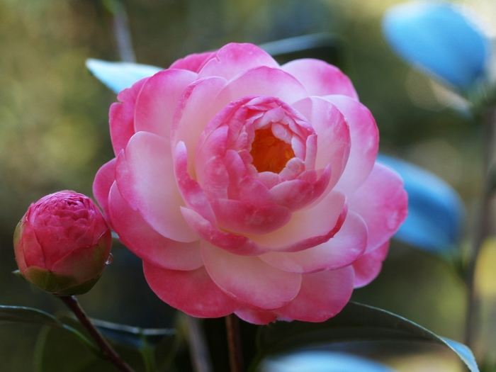 Camellia 'Spring Daze' (075643)