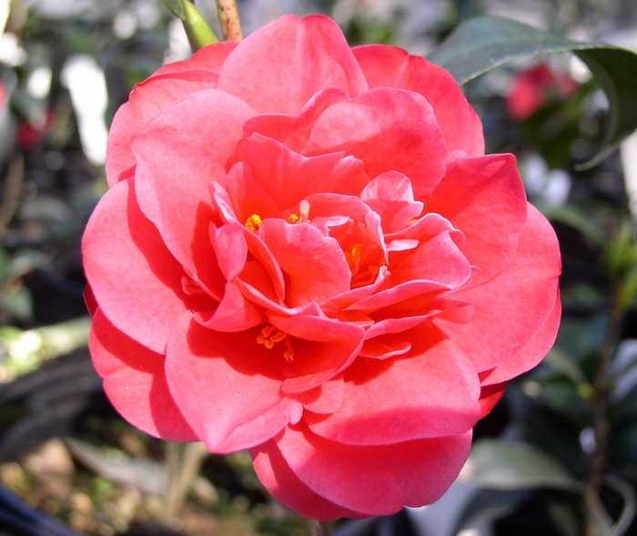 Camellia 'Sun Worshiper' (075646)