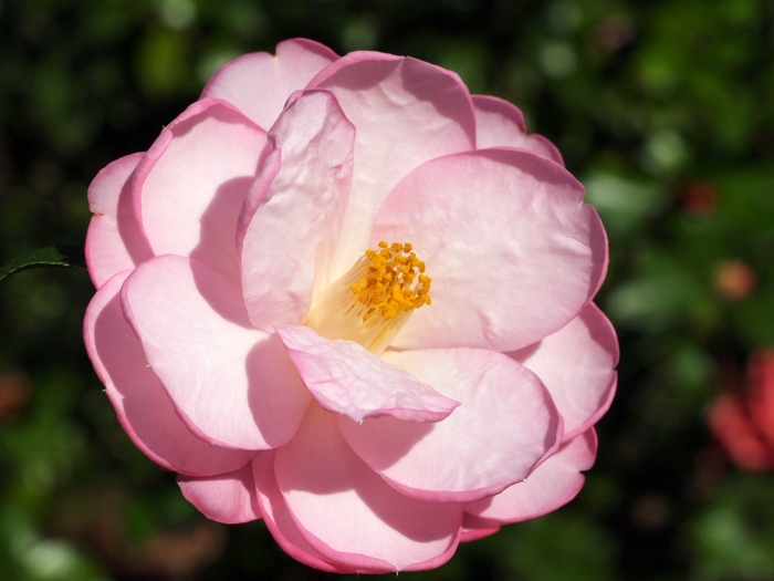 Camellia 'Taylor's Perfection' (075647)