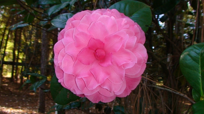 Camellia 'Valentine's Day' (075649)