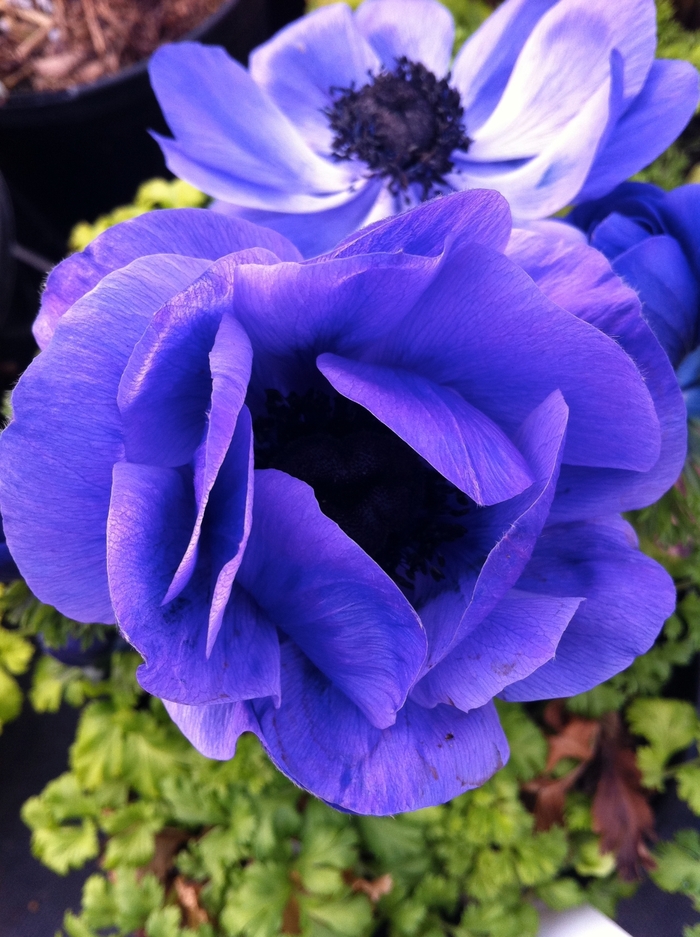 Anemone coronaria 'Harmony Blue' (081313)
