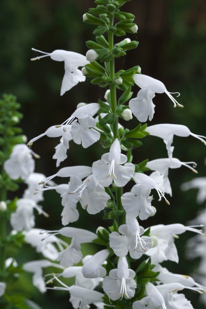 Salvia coccinea Summer Jewel™ 'White' (083279)
