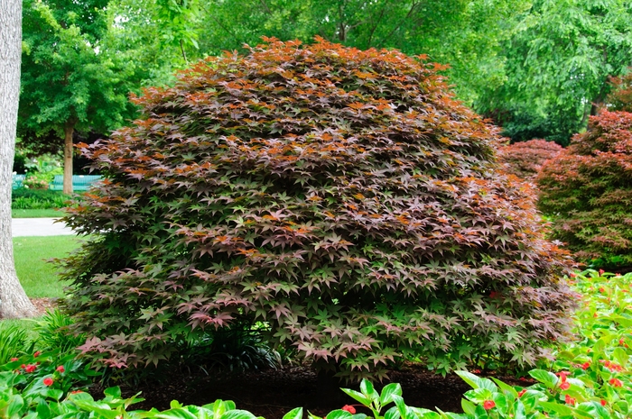 Acer palmatum 'Rhode Island Red' (083870)