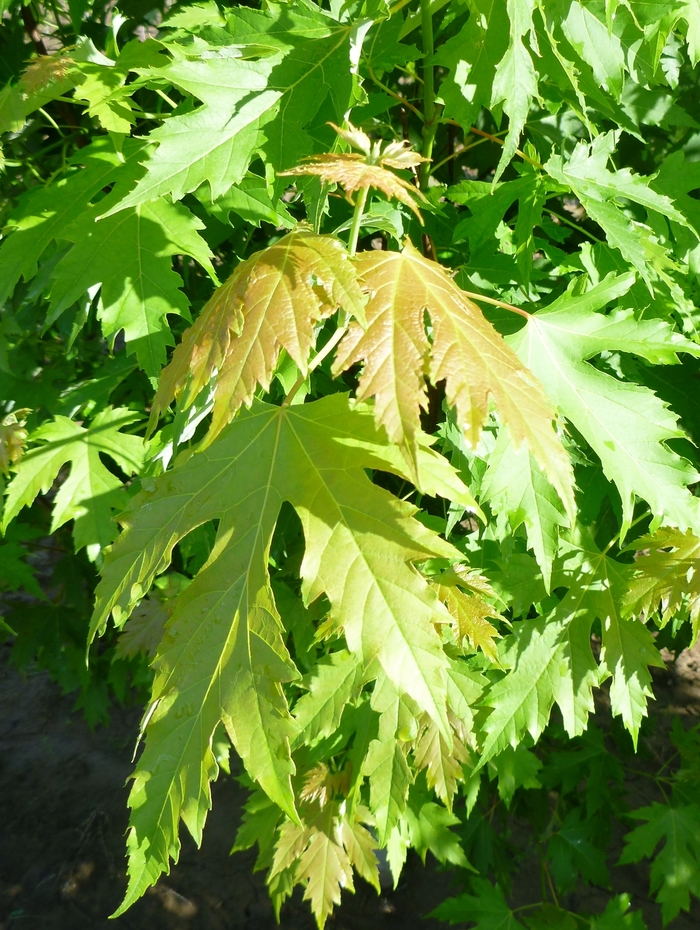 Acer saccharinum 'Pyramidale' (083960)