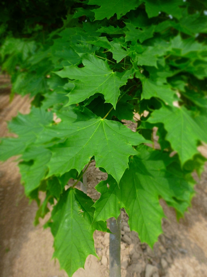 Acer platanoides 'Parkway®' (083983)