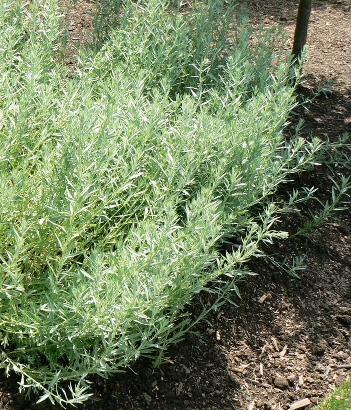 Artemisia ludoviciana '' (084505)