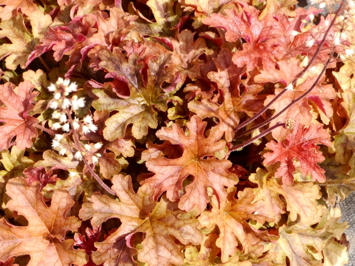 Heucherella Cascade™ 'Autumn' (084544)