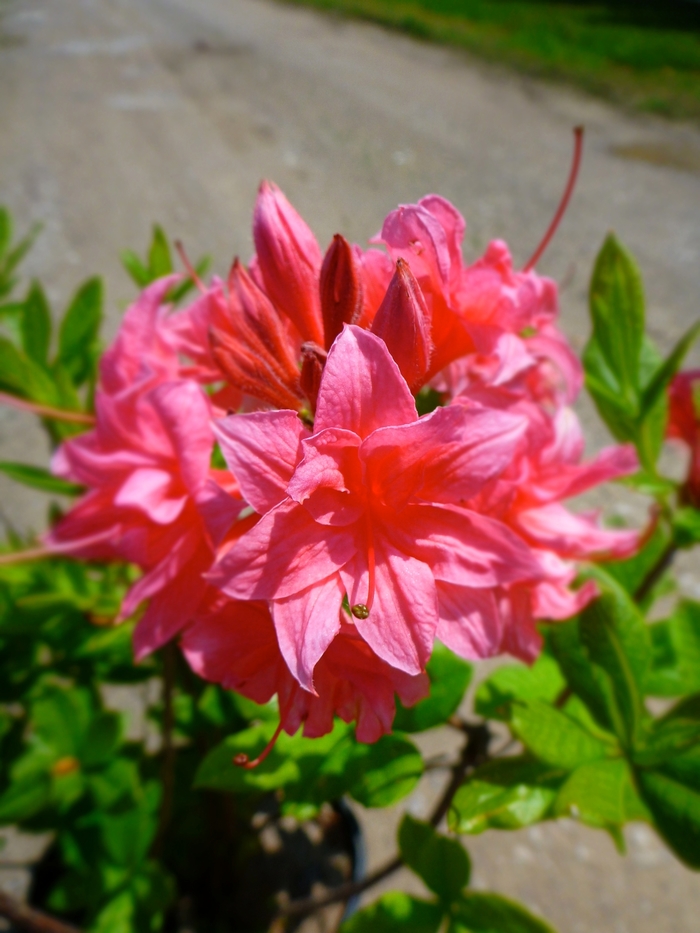 Rhododendron Exbury hybrid 'Homebush' (084591)