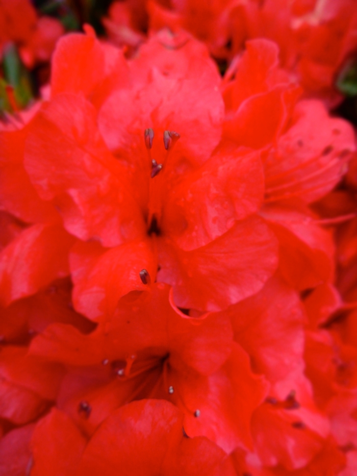 Rhododendron Girard hybrid 'Girard's Scarlet' (084593)
