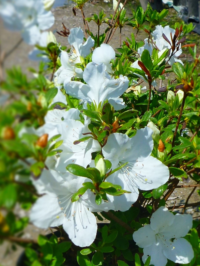 Rhododendron Girard hybrid 'Girard's Pleasant White' (084597)