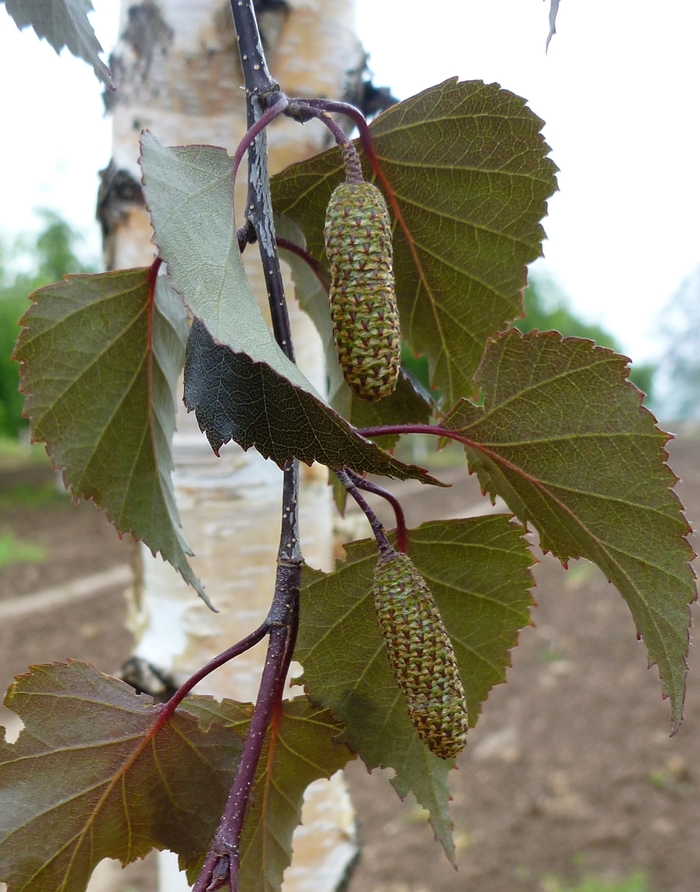 Water Birch, Betula occidentalis