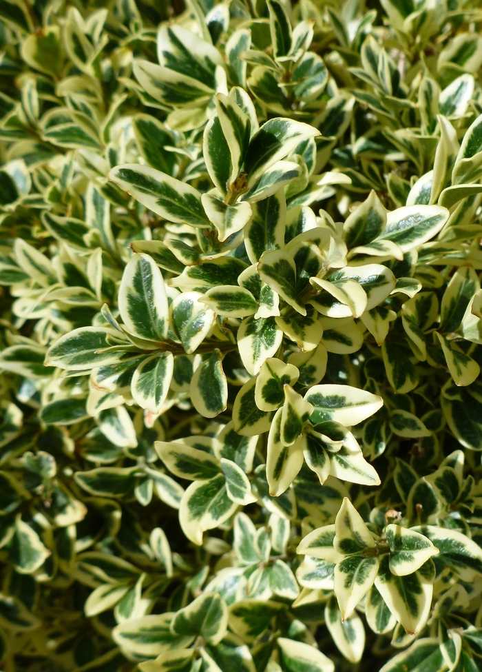Buxus sempervirens 'Aureo-variegata' (084806)