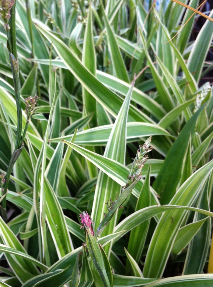 Carex siderosticha 'Variegata' (084889)