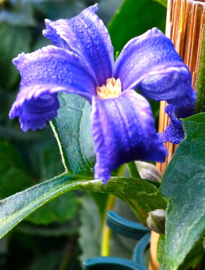 Clematis heracleifolia 'China Purple' (085137)