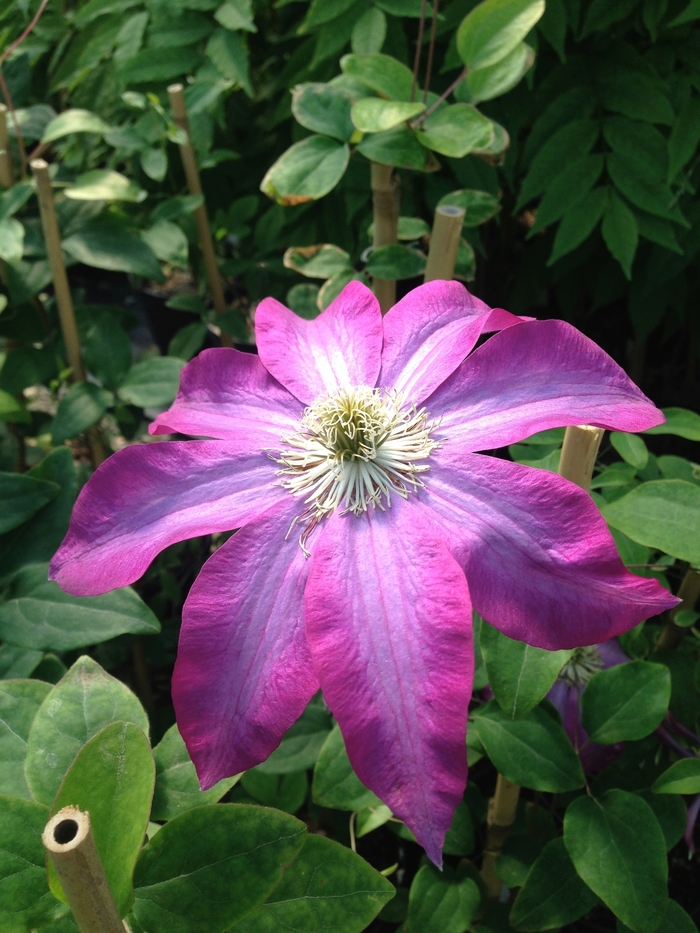 Clematis 'Star of India' (085141)