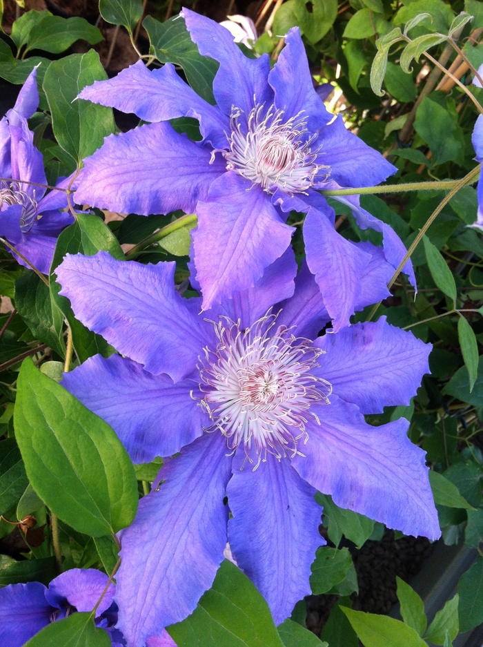 Clematis 'Countess of Lovelace' (085151)