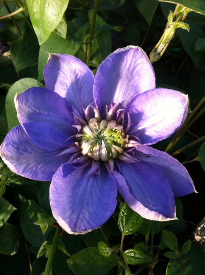 'Blue Light®' Clematis | Garden Marketing