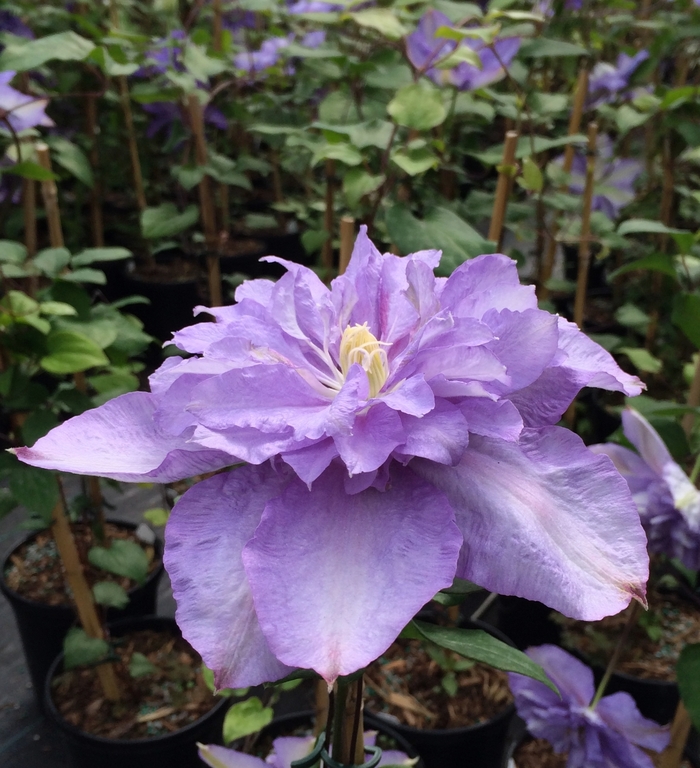 Clematis 'Blue Explosion' (085155)