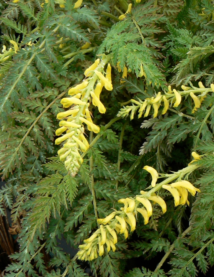 Corydalis cheilanthifolia '' (085210)