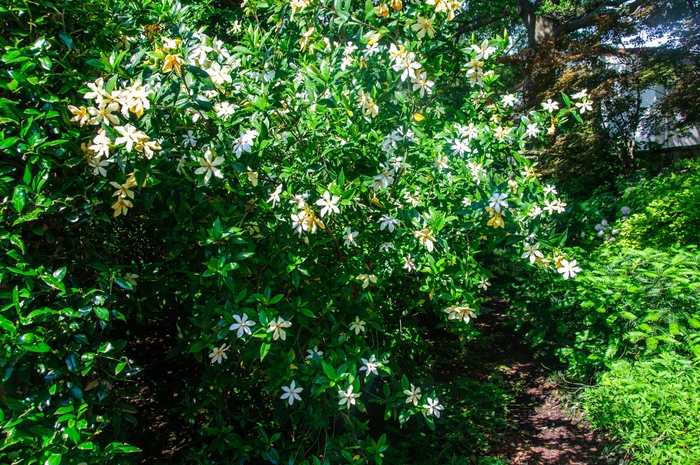 Gardenia jasminoides 'Athens Choice' (085326)