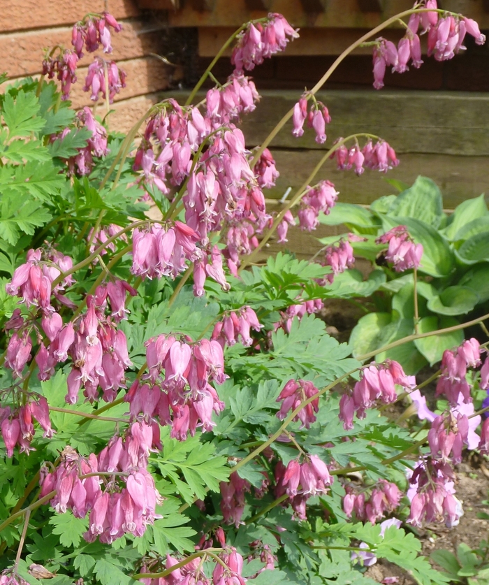 Dicentra 'Luxuriant' (085636)