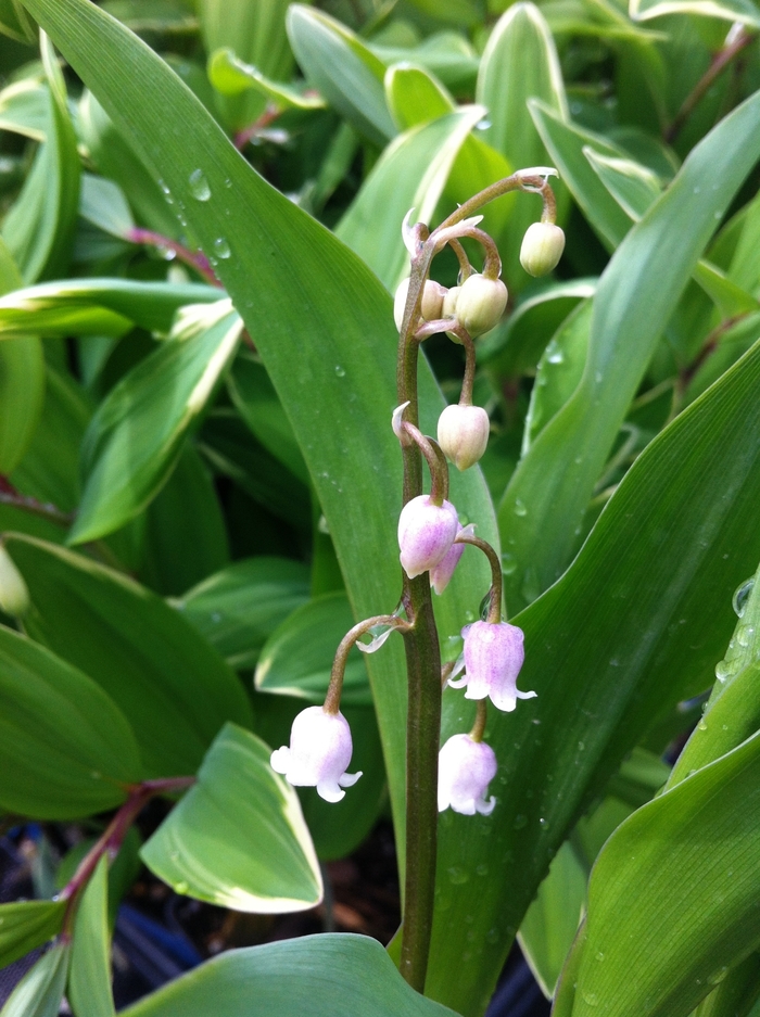Lily-of-the-valley Plant - Convallaria Rosea
