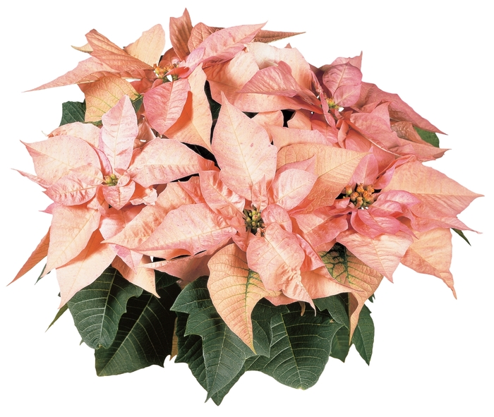 Euphorbia pulcherrima 'Cinnamon Star™' (085934)