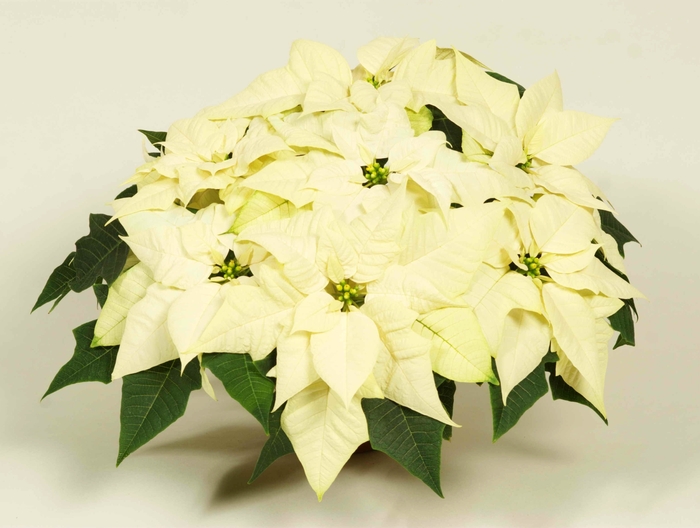 Euphorbia pulcherrima Mira™ 'White' (085937)