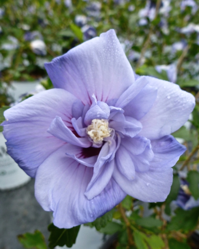 Hibiscus syriacus 'Blue Satin®' (086580)
