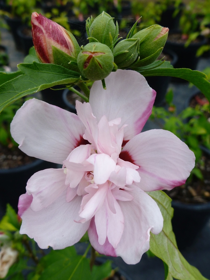 Hibiscus syriacus 'Anaemonaeflorus' (086591)