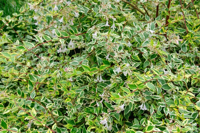 Abelia x grandiflora 'Twist of Lime™' (086623)