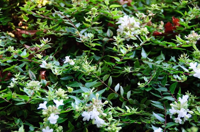 Abelia x grandiflora 'Sherwoodii' (086704)
